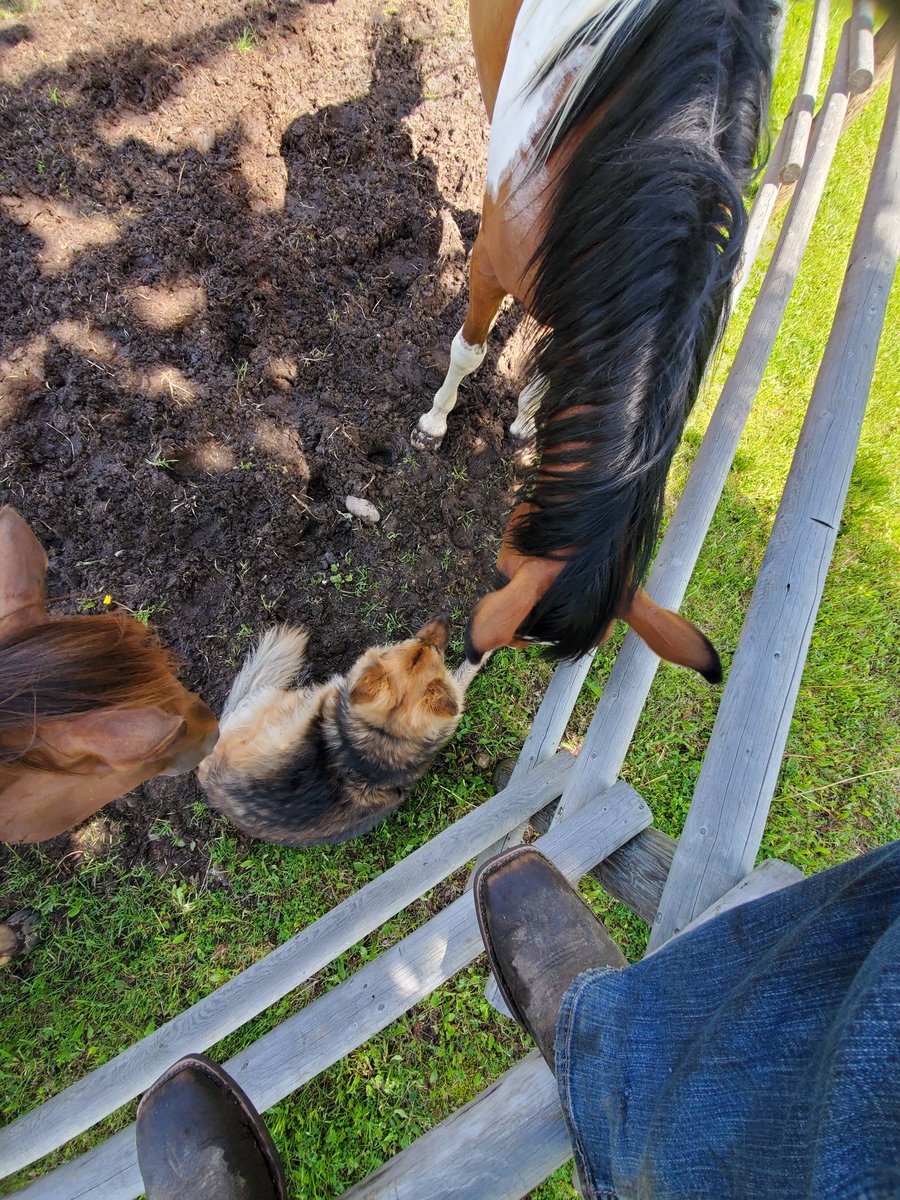 dj_mckinnon's tweet photo. Sometimes its good to just sit on a fence and hang out with the furry ones.
#agriculture #ranch #horses #mentalhealth https://t.co/2L53lEGtHN