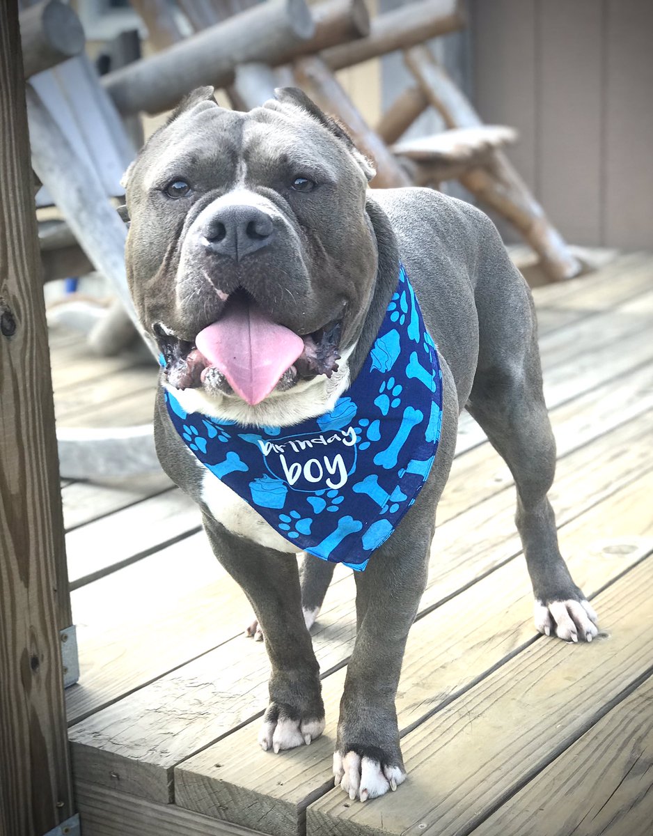 kmatlock24's tweet photo. Birthday boy 🎉 🐾 💙 https://t.co/yUwps5DbY7