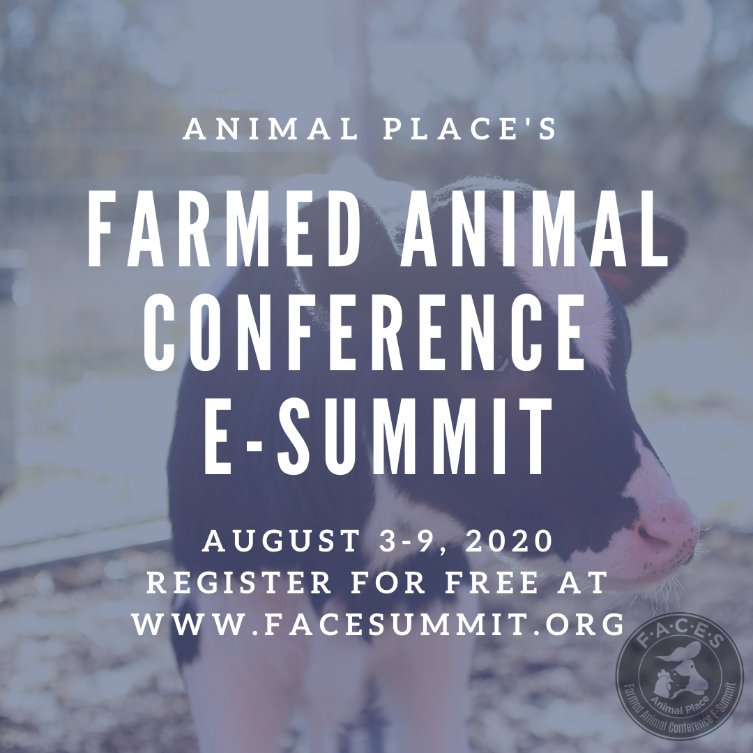 _FoodforThought's tweet photo. @Animal_Place is hosting a Farmed Animal Conference E-Summit this August! Register for FREE: https://t.co/1bebrCyrbF
#vegan #farmedanimals #animalplace #conference #onlineconference #esummit https://t.co/eN7ITMmp3o