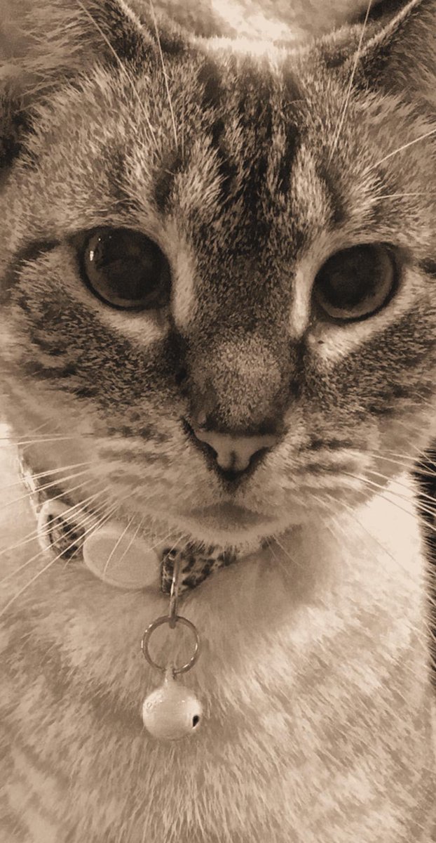 isaiahram0412's tweet photo. I have the cutest cats in the world https://t.co/fqoPAbQSvH
