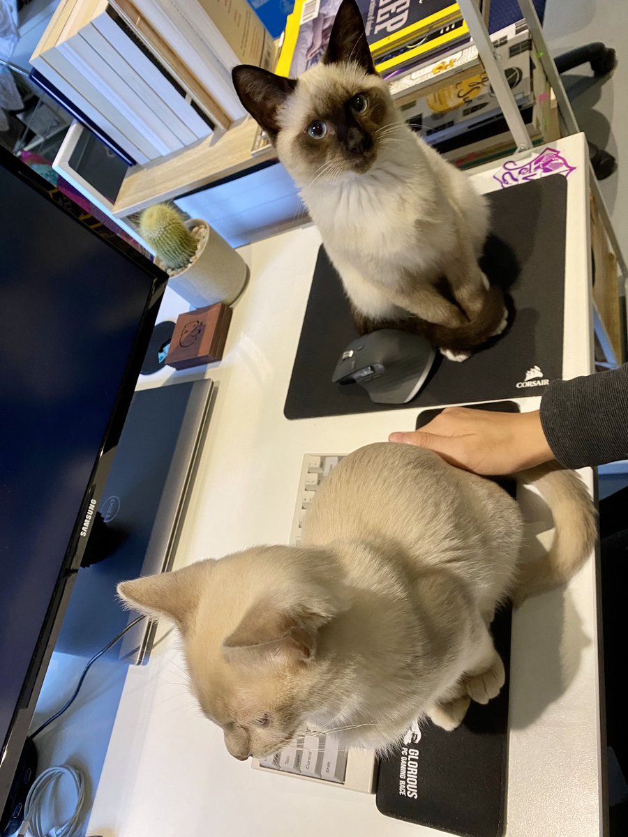 _thidoo_'s tweet image. My cats are protesting and saying that I’m on holiday therefore I should not go on my computer