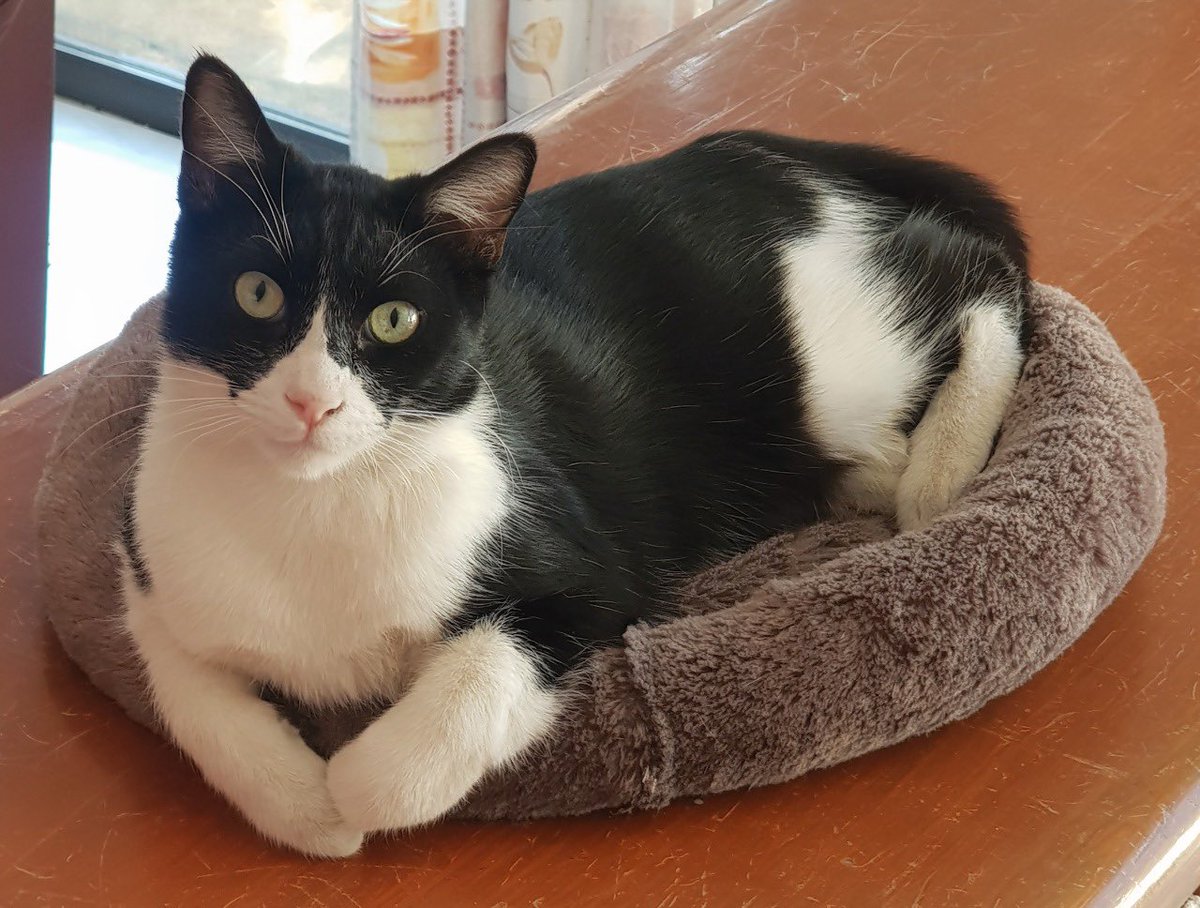 P2382
📢 ATENCIÓN
ATIZAPÁN DE ZARAGOZA
RECOMPENSA 💰$ 1,000
🆘 AYUDA PARA LOCALIZAR A "KIMBO" 
📆 3 Julio 2020
🌐 Paseos de las Villas a la altura de la tienda “La Negrin”.
Villas de la Hacienda
Atizapán de Zaragoza
Edomex
☎️ <a href="/UbicapetMexico/">UBICAPET MÉXICO</a> 5538181314 o Giovanny 5548434446