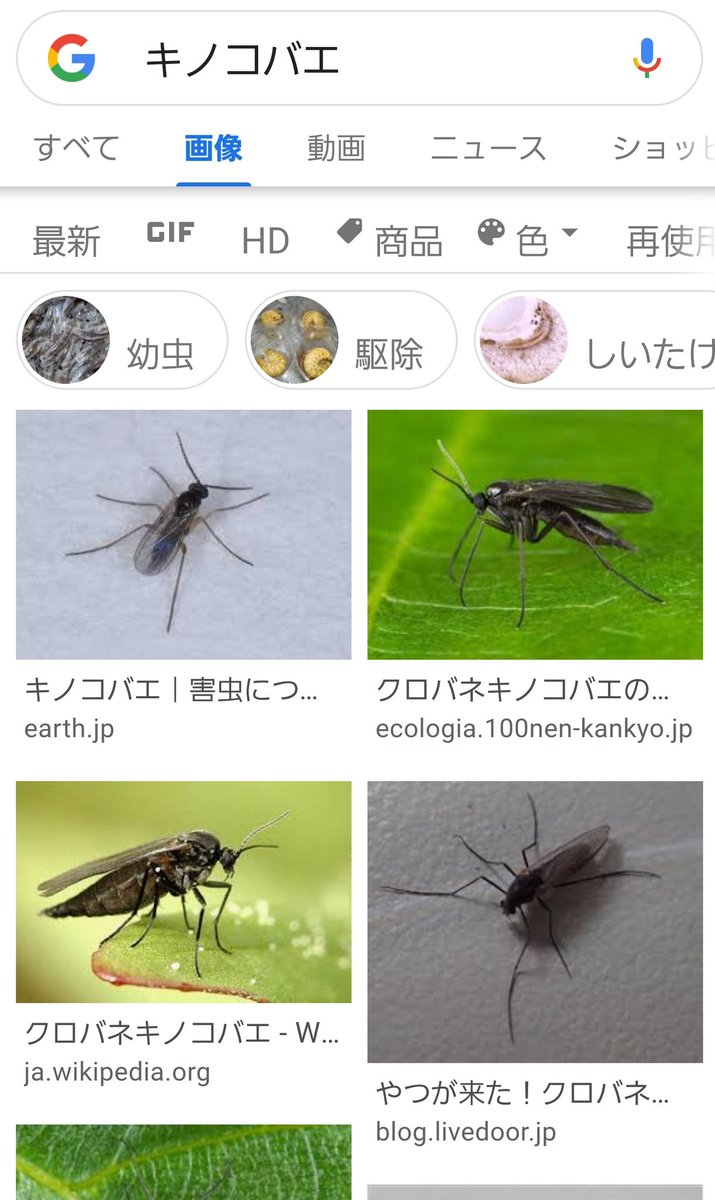 すぅ 例の大量発生してる羽虫 ブヨでもなく コバエでもなく どうもこのキノコバエってやつっぽい 仕事してると肌にピタッと貼り付いて ぞぞぞっとさせるだけなんだけど数が多すぎて気持ち悪い 動きは緩慢で取り除こうとして軽くはたいたり摘まむだけ すぅ 例の大量発生してる羽虫 ブヨでもなく コバエでもなく どうもこのキノコバエってやつっぽい 仕事してると肌にピタッと貼り付いて ぞぞぞっとさせるだけなんだけど数が多すぎて気持ち悪い 動きは緩慢で取り除こうとして軽くはたいたり摘まむだけ