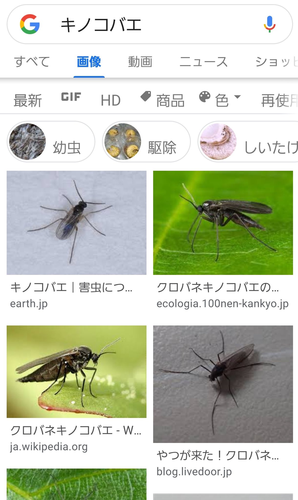 すぅ C99木曜日p 44a 例の大量発生してる羽虫 ブヨでもなく コバエでもなく どうもこのキノコバエってやつっぽい 仕事してると肌にピタッと貼り付いて ぞぞぞっとさせるだけなんだけど数が多すぎて気持ち悪い 動きは緩慢で取り除こうとして軽くは