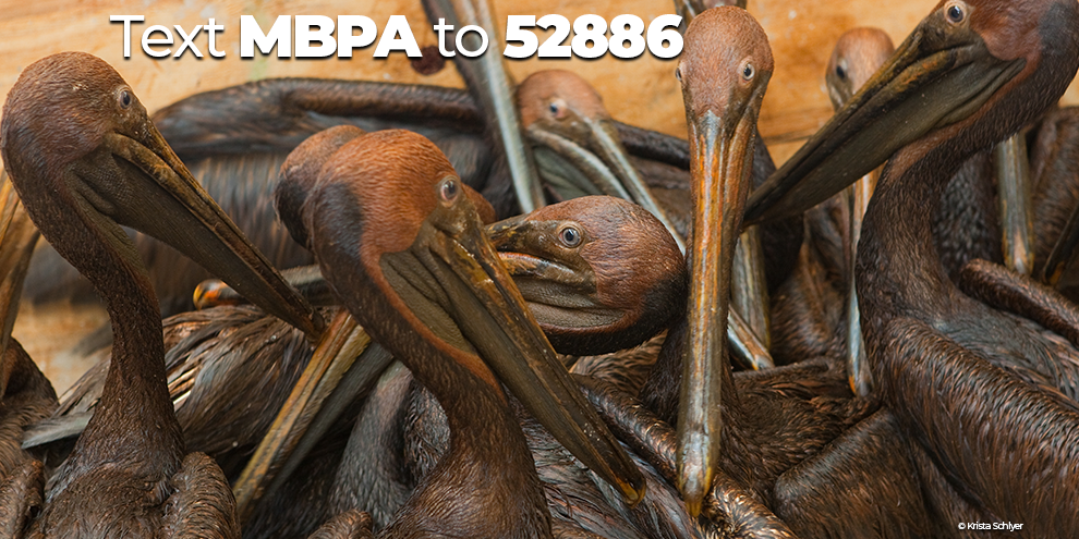 AlphaMaleDaddy's tweet photo. .@rosadelauro, Thank you for co-sponsoring the #MigratoryBirdProtectionAct! With plummeting bird populations, protecting our bedrock conservation laws is crucial. We are one step closer to restoring protections to #birds against harmful industrial activities #ProtectTheBirds https://t.co/K0FQWpjR8U