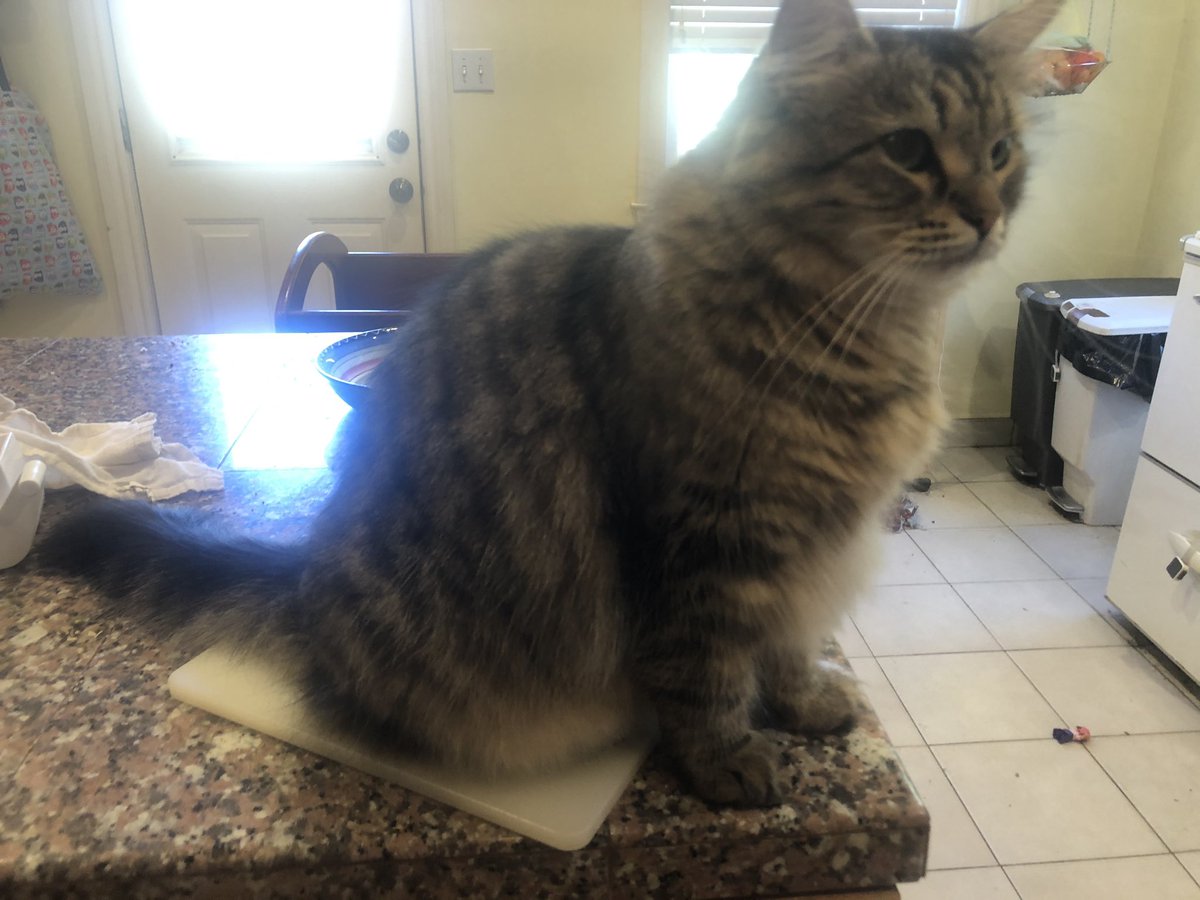 The author says that her dog, when confronted with cats eating turkey on the couch, tried to lie down on the kids’ drawing board bc it seemed like a possible mat, lol. Behold, my own cat that I have been doing some mat training with lately on the cutting board .