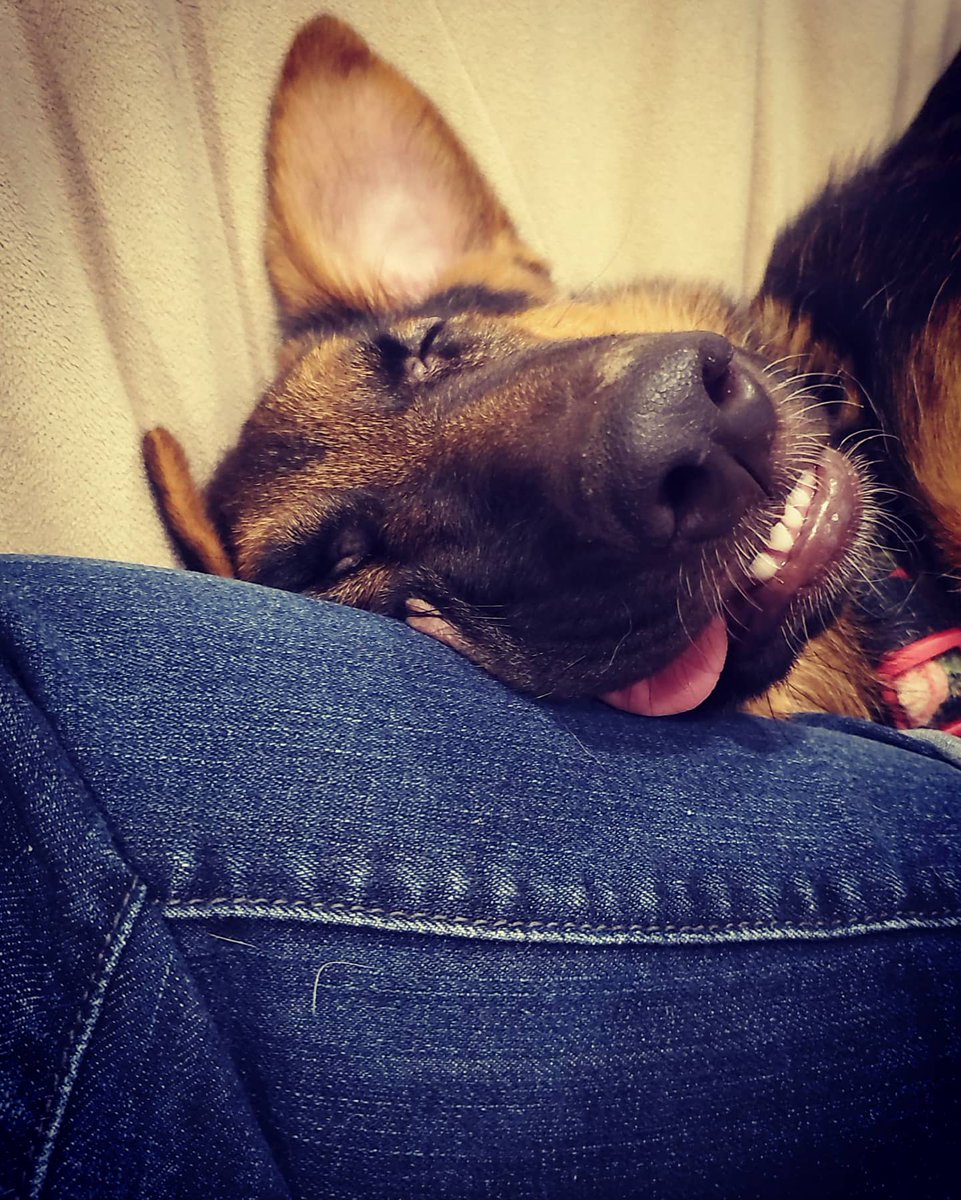 gabbyredhead's tweet photo. Meet the new pup, Auri. She is a sleeping godess. https://t.co/wfFHv8A6xG