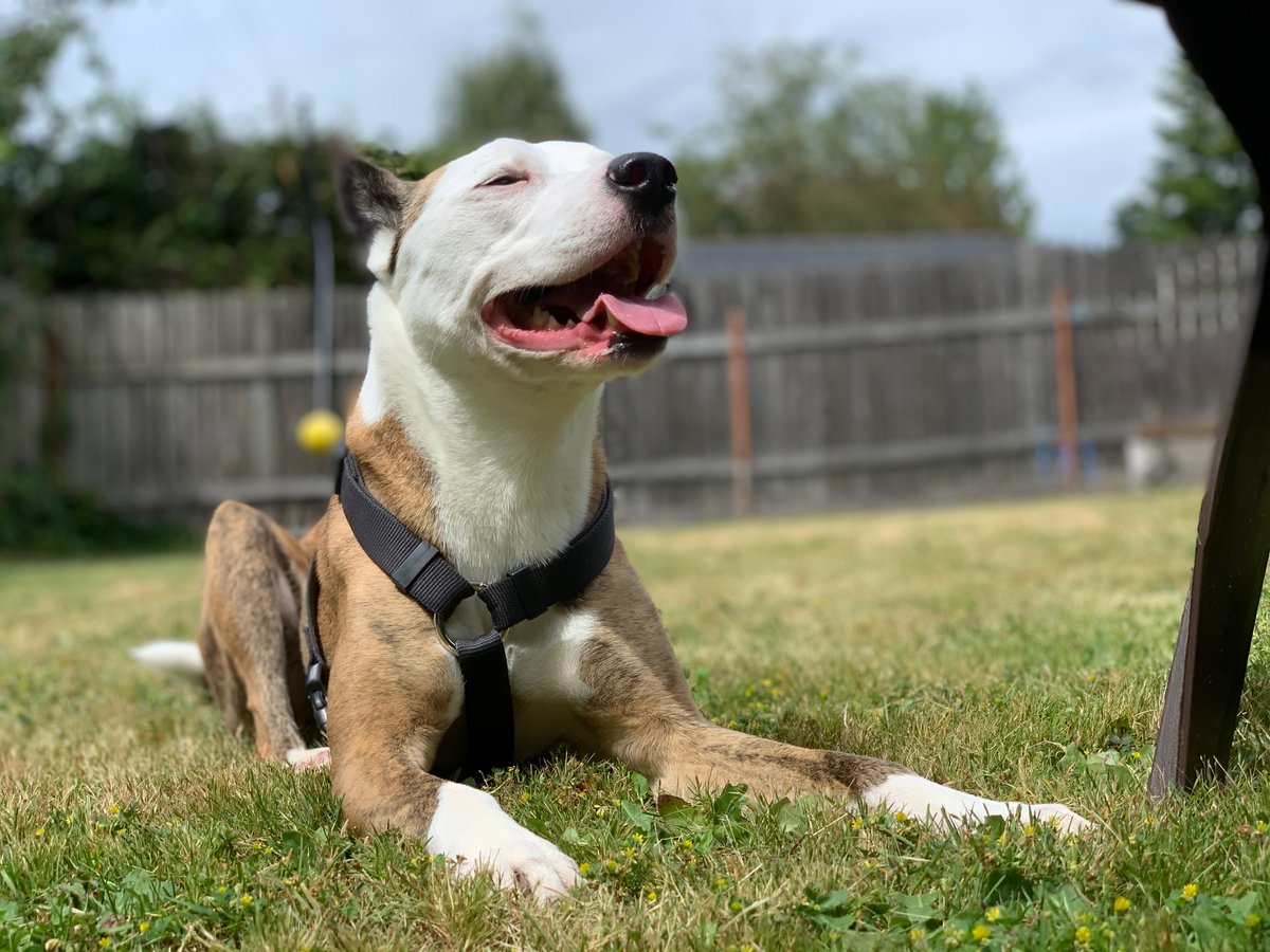 1077TheEnd's tweet image. Alyssa tried out a local service, Sniffspot recently and loved it!

If you have a dog who loves to run but no yard, check it out!: bit.ly/3fgZ6uz

#dogsofseattle