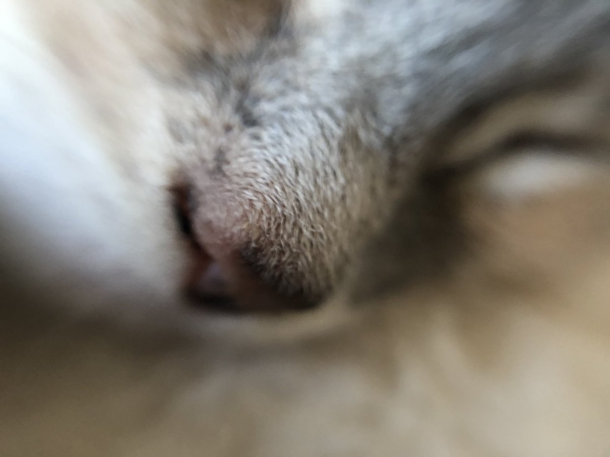 GDgeek's tweet photo. #Wayla #kitten #kittensoftwitter https://t.co/oIoHr1wvZn