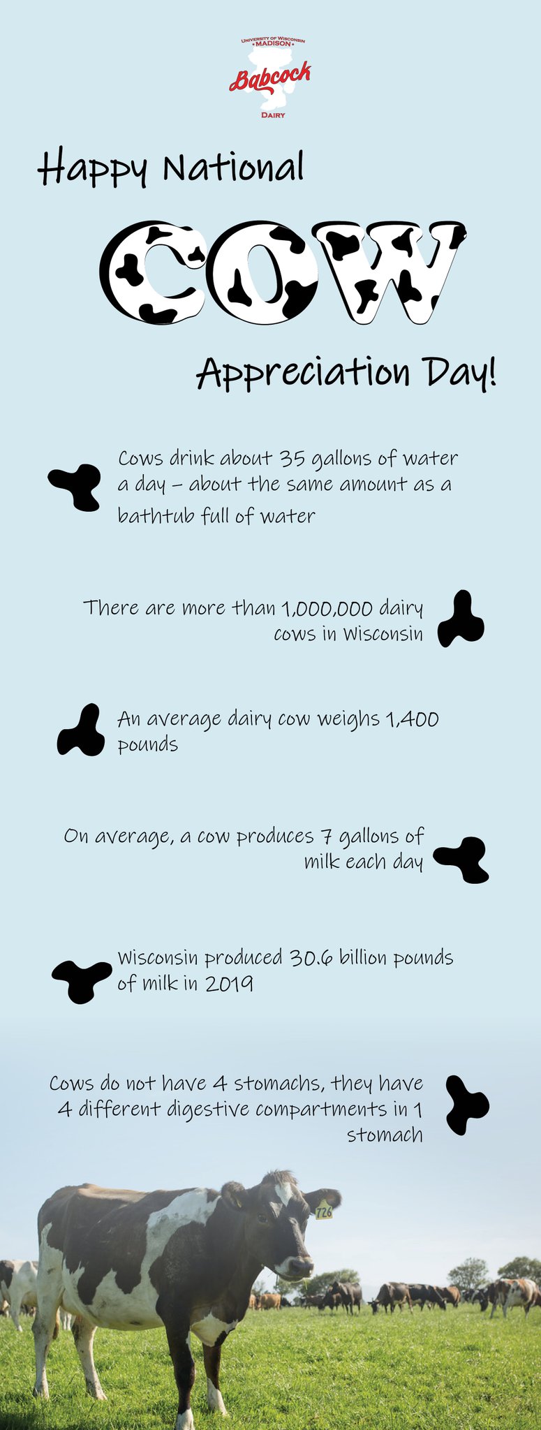 Babcock Dairy Store on Twitter "Here at Babcock we love our cows, and