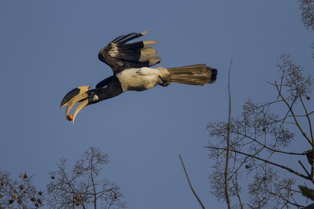  #WildAboutFactsThere are 62  #hornbill species in the world, with 32 in  #Asia and 30 in  #Africa. #India is home to 9 of them including the  #GreatHornbill, the  #MalabarPiedHornbill and the  #RufousNeckedHornbill.Malabar Pied Hornbill  @samyak15