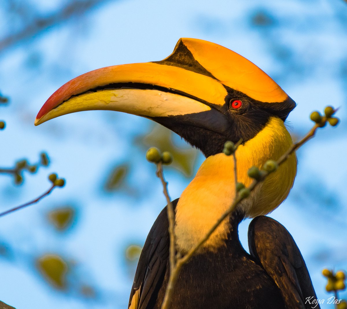  #WildAboutFactsSeveral  #hornbill species have a distinct  #casque on their upper mandible.  #GreatHornbills have a prominent  #yellow and  #black casque. Keya Das