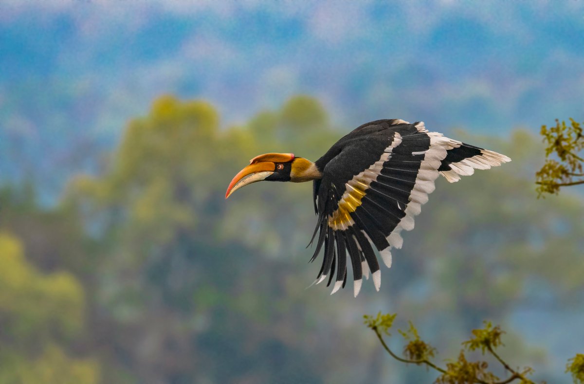  #WildAboutFactsMainly found in the  #forests of the  #WesternGhats and the  #Himalayas, the  #GreatHornbill or the Great Pied Hornbill is the largest among the  #hornbills present in  #India. Sandipan Ghosh