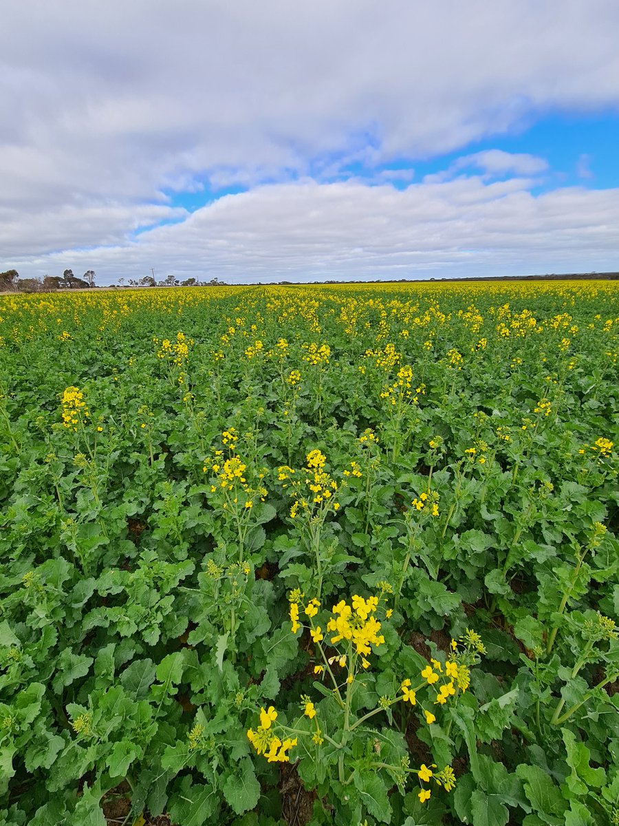 410XX has been fed well &amp; now it's time to close the gate.