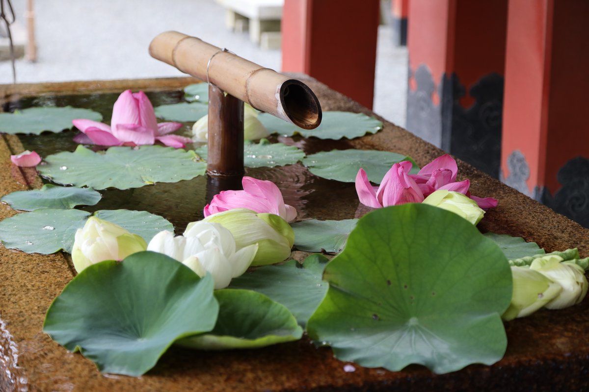 鎌倉なかむら庵 花手水になっている鎌倉鶴岡八幡宮の手水舎 今日から 蓮の花になっていました 鎌倉なかむら庵 花手水になっている鎌倉鶴岡八幡宮の手水舎 今日から 蓮の花になっていました