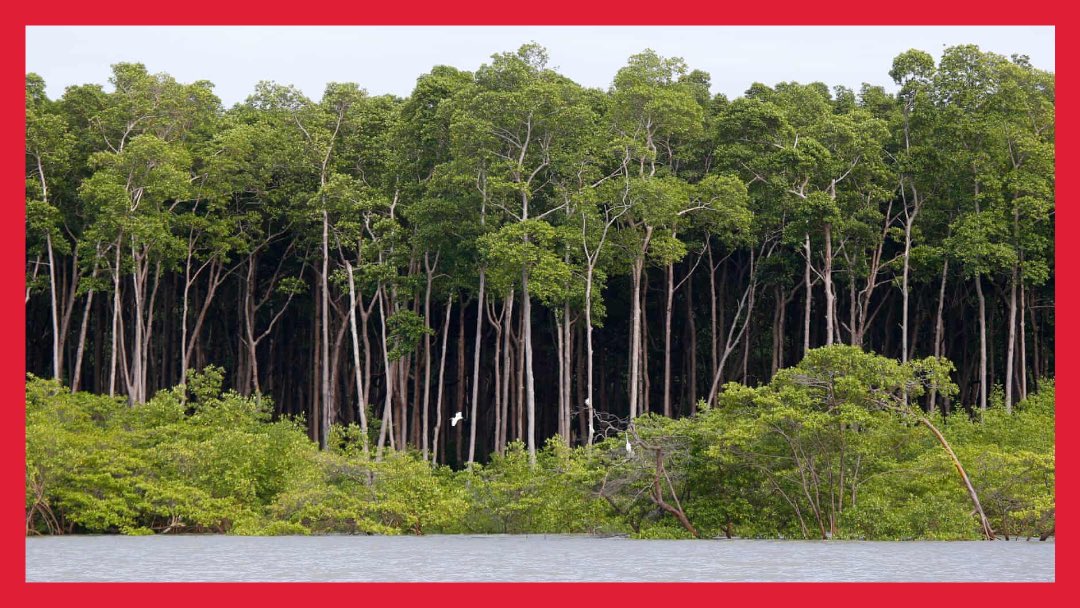 🌳

Nearly a third of the world’s oceans and land area could be placed under environmental protections without harming the global economy, and even produce bumper economic benefits if the right policies were followed, according to a global assessment.

➡️ ow.ly/sxHZ30qXryu