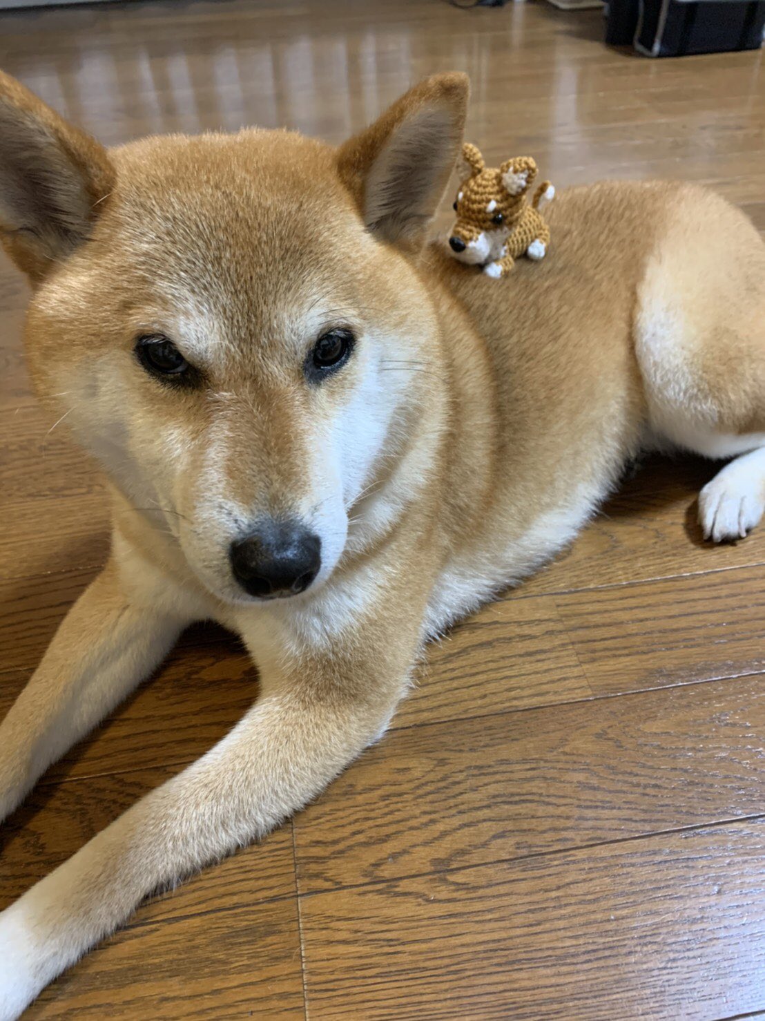 Mammamiya 柴わんこあみぐるみ モデルとツーショット 可愛すぎる 柴犬 柴わんこ 編み犬 編み犬の毎日 かぎ針編み T Co Kjrwyiqe Twitter