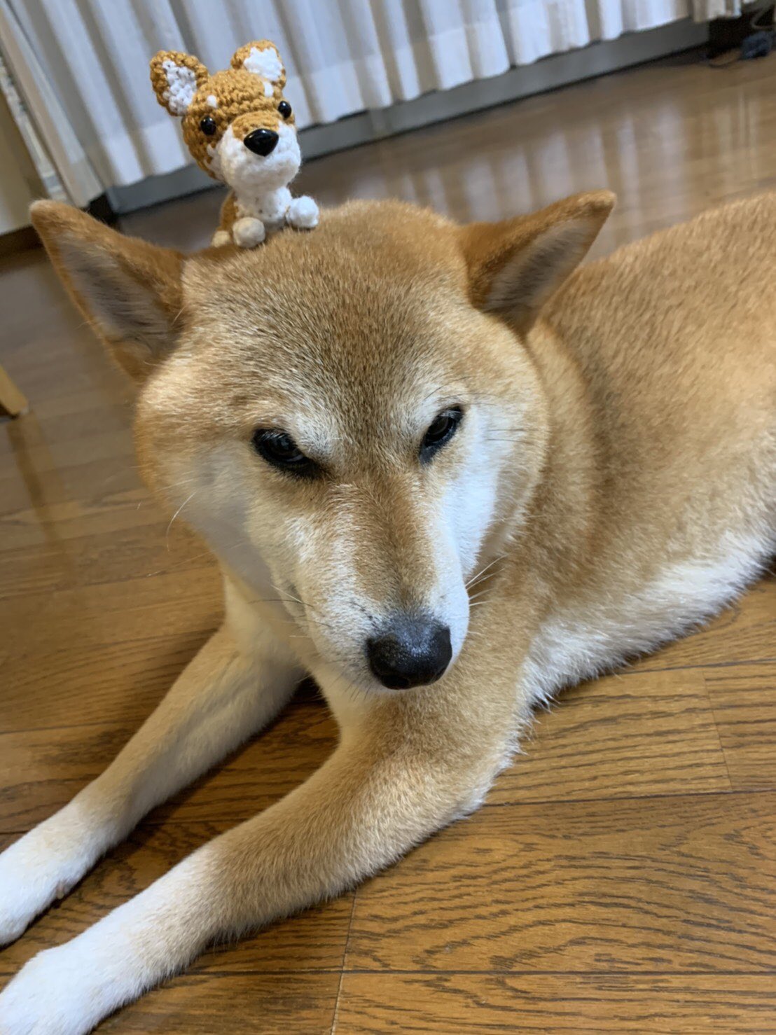 Mammamiya 柴わんこあみぐるみ モデルとツーショット 可愛すぎる 柴犬 柴わんこ 編み犬 編み犬の毎日 かぎ針編み T Co Kjrwyiqe Twitter