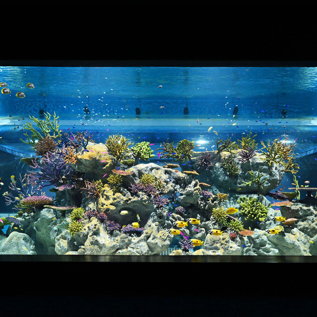 Color カラープラス Sur Twitter 沖縄にオンリーワンな水族館が登場 Dmmかりゆし水族館 が5月25日にグランドオープン トロピカルなお魚はもちろん 映像とリアルが融合したバーチャル水槽など ここでしか見られない展示あり Instagramにも投稿中 Color カラープラス Sur Twitter 沖縄にオンリーワンな水族館が登場 Dmmかりゆし水族館 が5月25日にグランドオープン トロピカルなお魚はもちろん 映像とリアルが融合したバーチャル水槽など ここでしか見られない展示あり Instagramにも投稿中