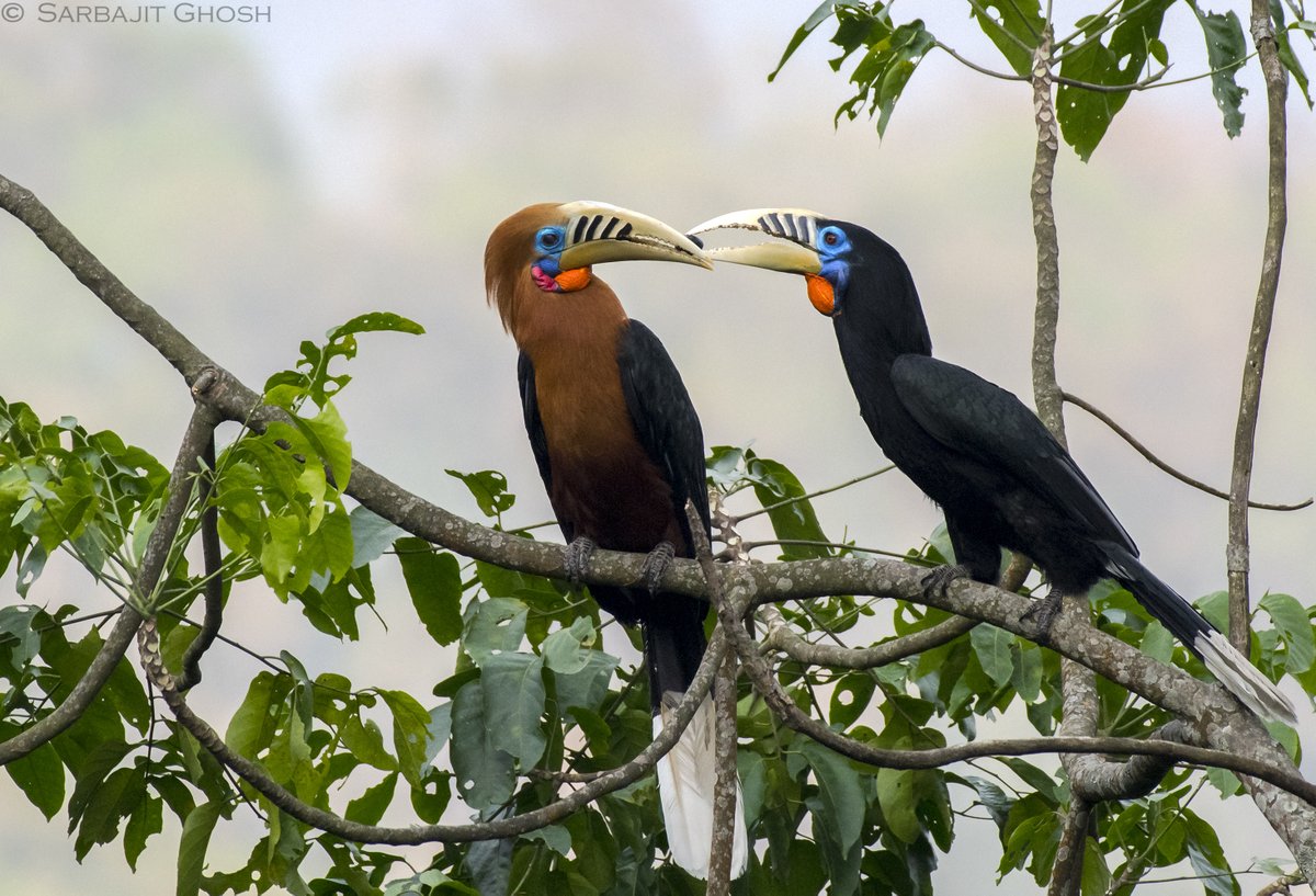 Large charismatic birds with disproportionately large beaks and distinctive calls,  #hornbills are the  #farmers of our  #forests. Today’s  #WildAboutFacts series focuses on these feathered foresters.Join us & share your hornbill images!Rufous-necked HornbillsSarbajit Ghosh