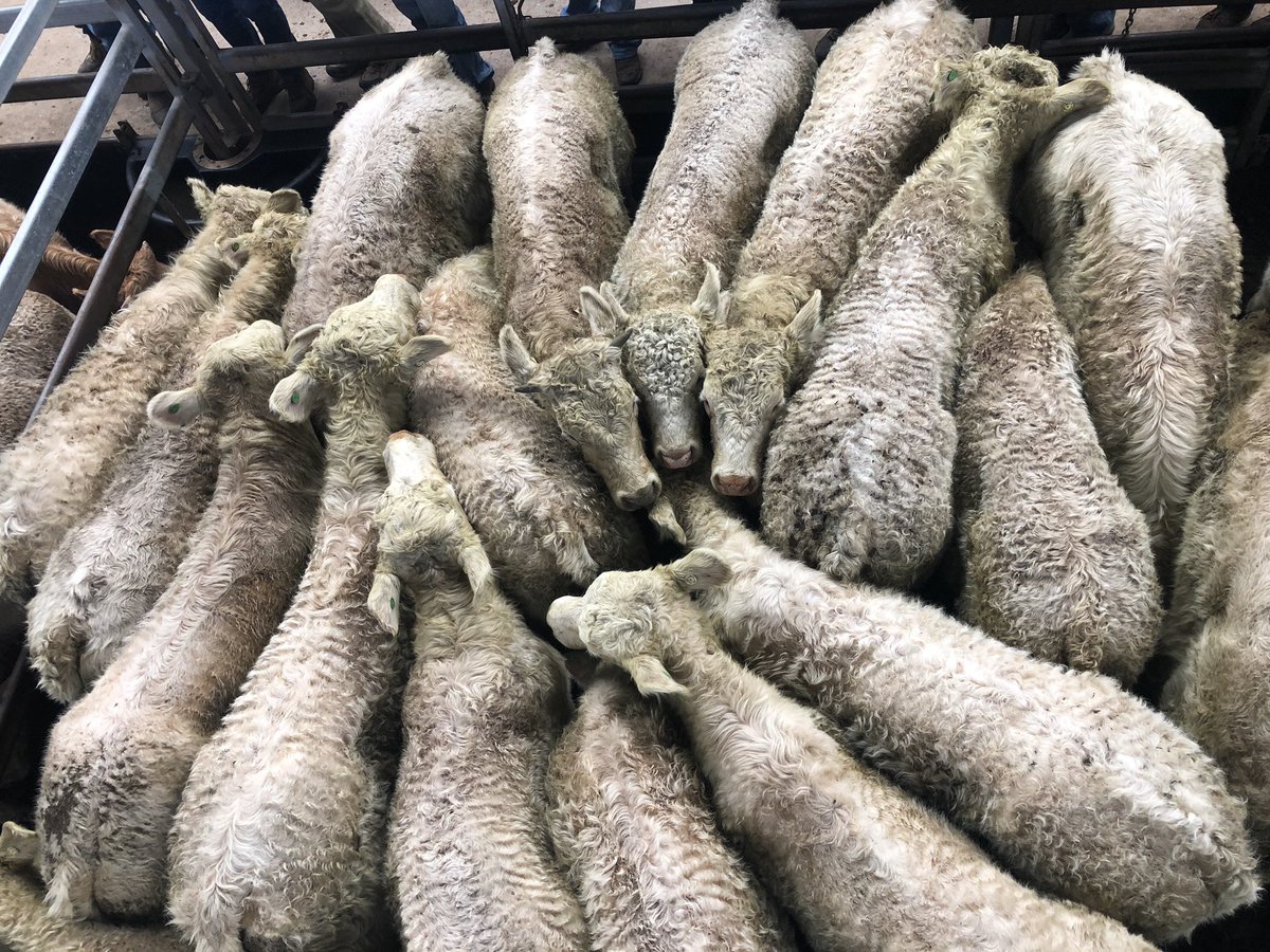 TRLX Tamworth (@trlx_tamworth) on Twitter photo ๐ #TRLX Store Sale
Congratulations to Garvin & Cousens Tamworth Vendors FA & GF Swain with their pen of #charolais steers which topped the steer run today at $1,335/hd.
<a href="/KBaileyMarkets/">Karen Bailey</a> <a href="/LucyKinbacher/">Lucy Kinbacher</a> ๐ #TRLX Store Sale
Congratulations to Garvin & Cousens Tamworth Vendors FA & GF Swain with their pen of #charolais steers which topped the steer run today at $1,335/hd.
<a href="/KBaileyMarkets/">Karen Bailey</a> <a href="/LucyKinbacher/">Lucy Kinbacher</a>