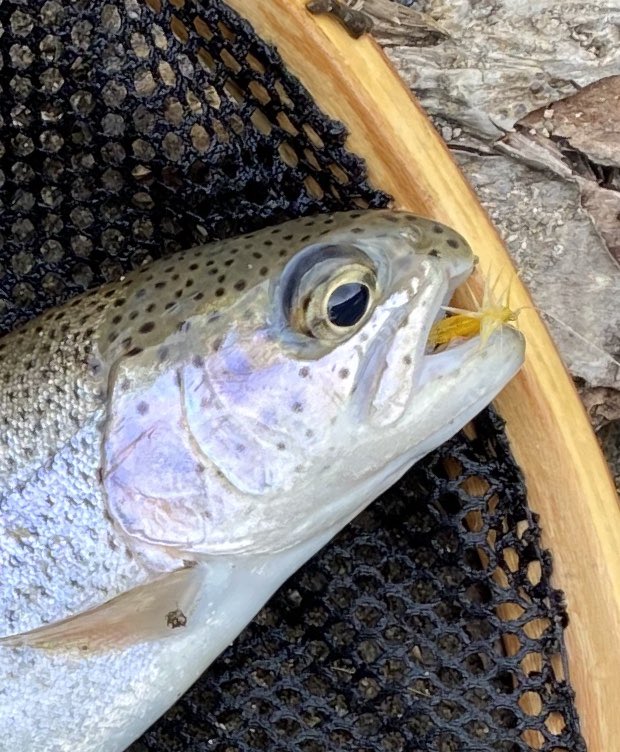 Fishing the Big Wood Ketchum Idaho