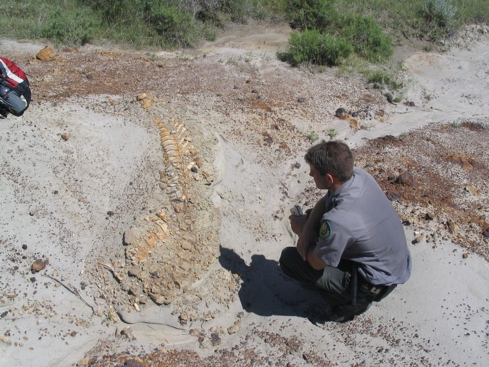 Re_CreationWRLD's tweet photo. Love Dinosaurs? Join an Authentic Dinosaur Dig in the Fossil Rich Badlands of Alberta #mindfultravel #responsibletourism #sustainabletravel https://t.co/TsdEd9z8Es https://t.co/MyOCQZjRzj