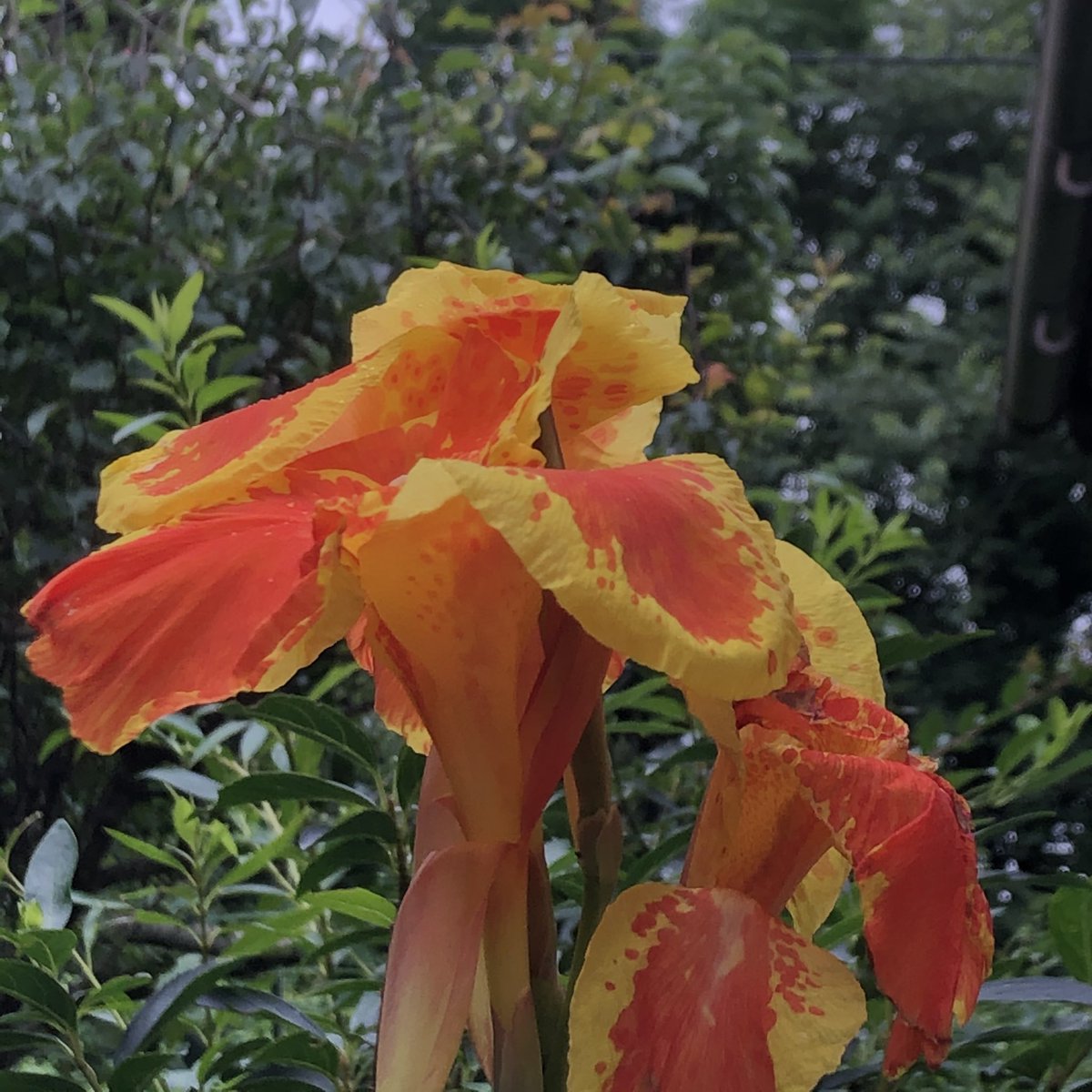 朝イチ一瞬だけど
日差しが見えた
梅雨の晴れ間と
思ったが今は
空全体が白い梅雨空

＃〜今朝の花は〜

カンナの花

狭い庭の片隅に

いま咲いてる

カンナの花も好き

色が多種多様あり

どんな色も好き

咲きかたが複雑で

なかなか

撮るのが難しくて

＃花
＃カンナ
＃さつませんだい
＃こみたん