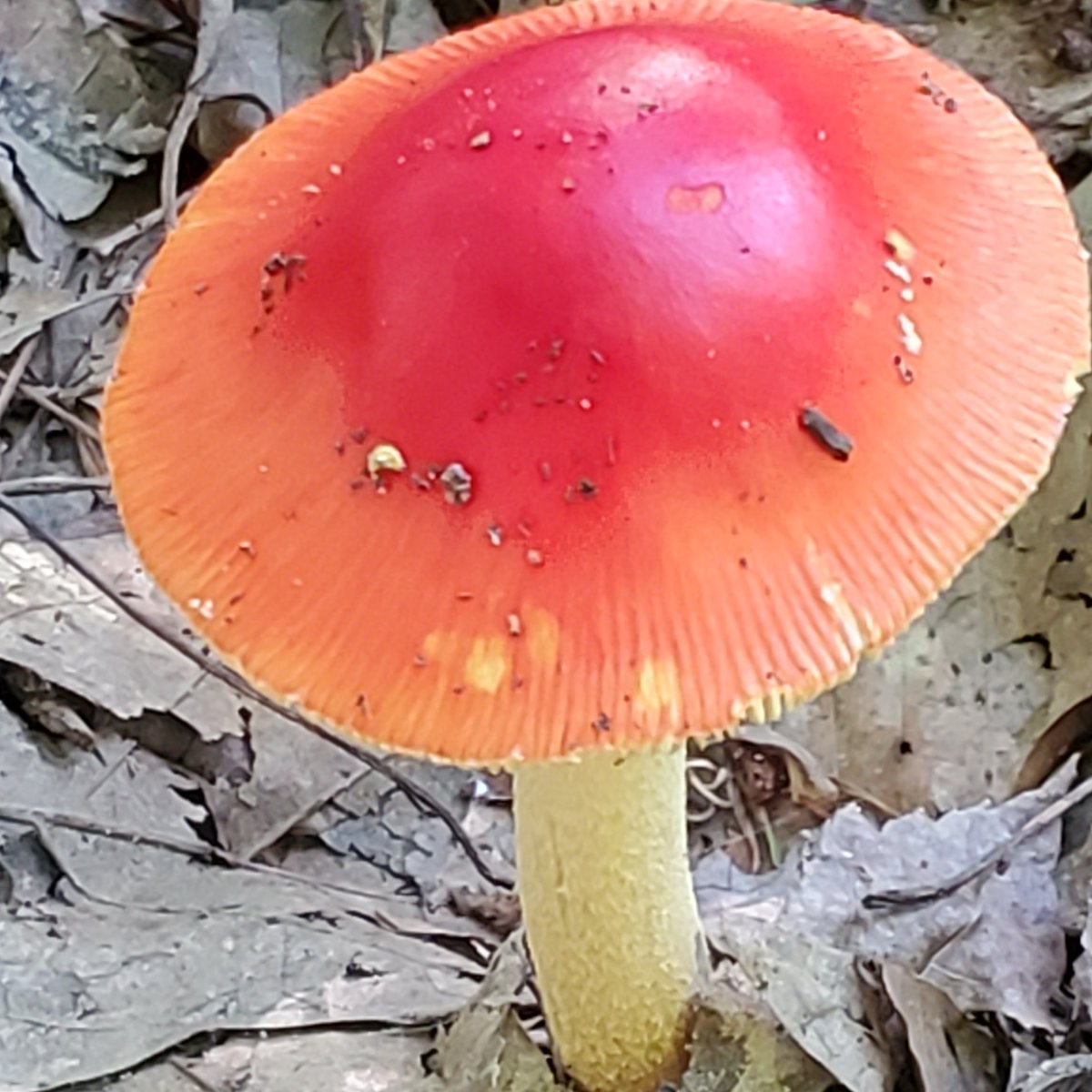 Desireevelez10's tweet photo. So I came across this on my hike today. Isn't it beautiful? Can anybody tell me if this is poisonous? And if not can you smoke it? Asking for a friend.🤣😂🤣 #SocialDistancinghike #wildlife #NaturePhotography #crazyactorlife #producer #host #clickonthisshow #empathfeaturefilm https://t.co/M0NxZptTDm