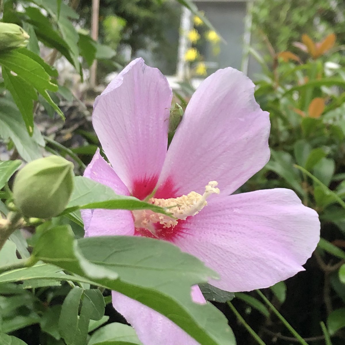 <a href="/spkf1/">spkf</a> そうですよね
もう何回も教えて貰いました
なのに直ぐ頭が
こんがらがって〜笑
私のもムクゲですよね〜⁇