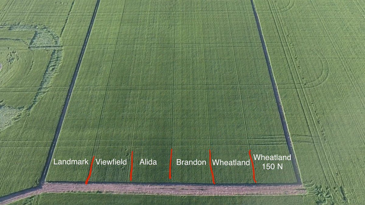 mike_shewchuk's tweet image. Wheat trial plots close to FHB fungicide timing. 2” heavy rain 2 days ago. Looking forward to yield, protein and grading results!