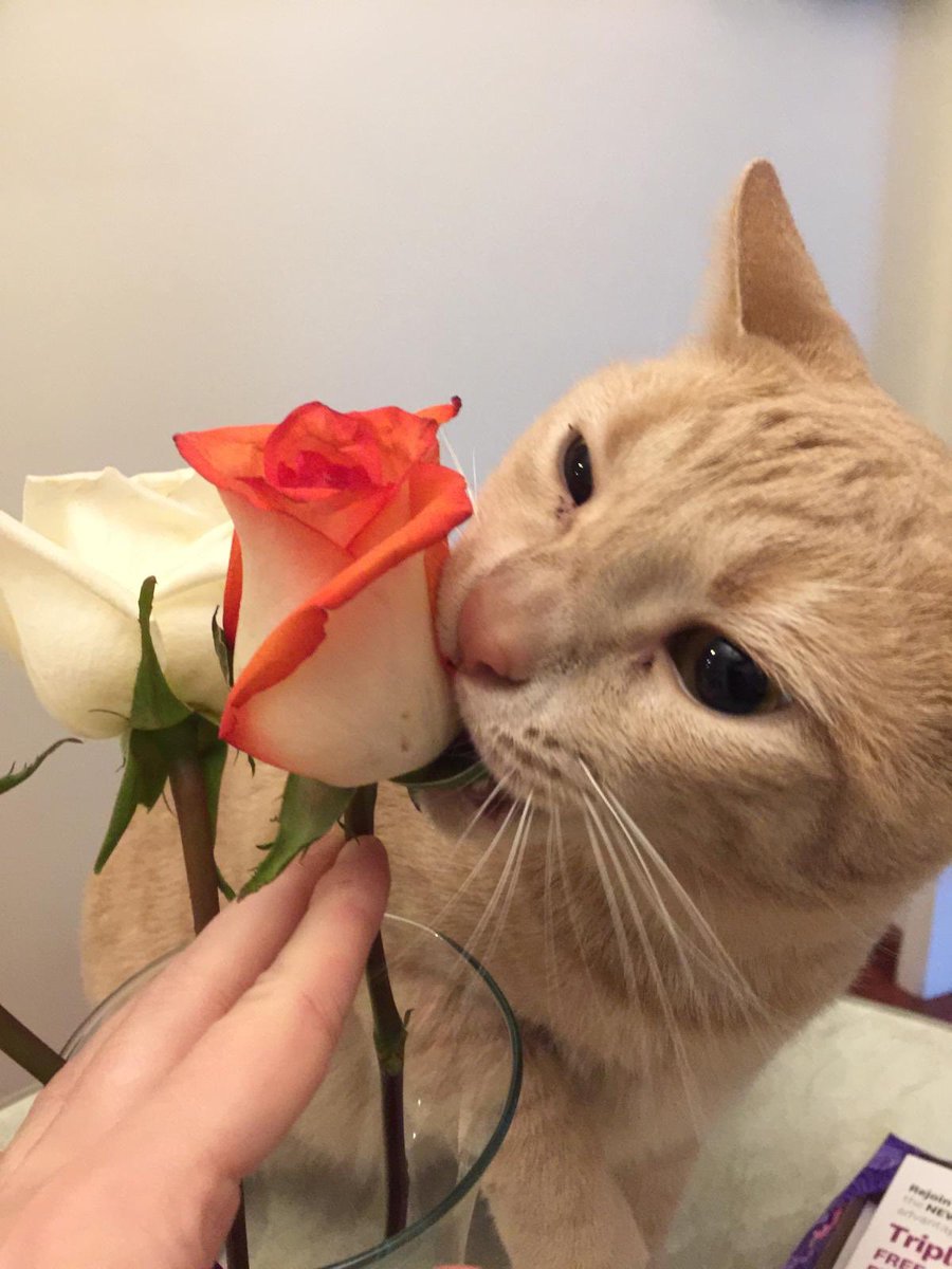 Omaholic's tweet photo. Keep @airbnbcat in business! He entertained guests who stayed in our spare bedroom in our older owner-occupied condo in West LA before we were legislated out of the market last year despite being a model @AirBnb. Now @LACity is considering further limiting our property rights. https://t.co/FwlXEHH776