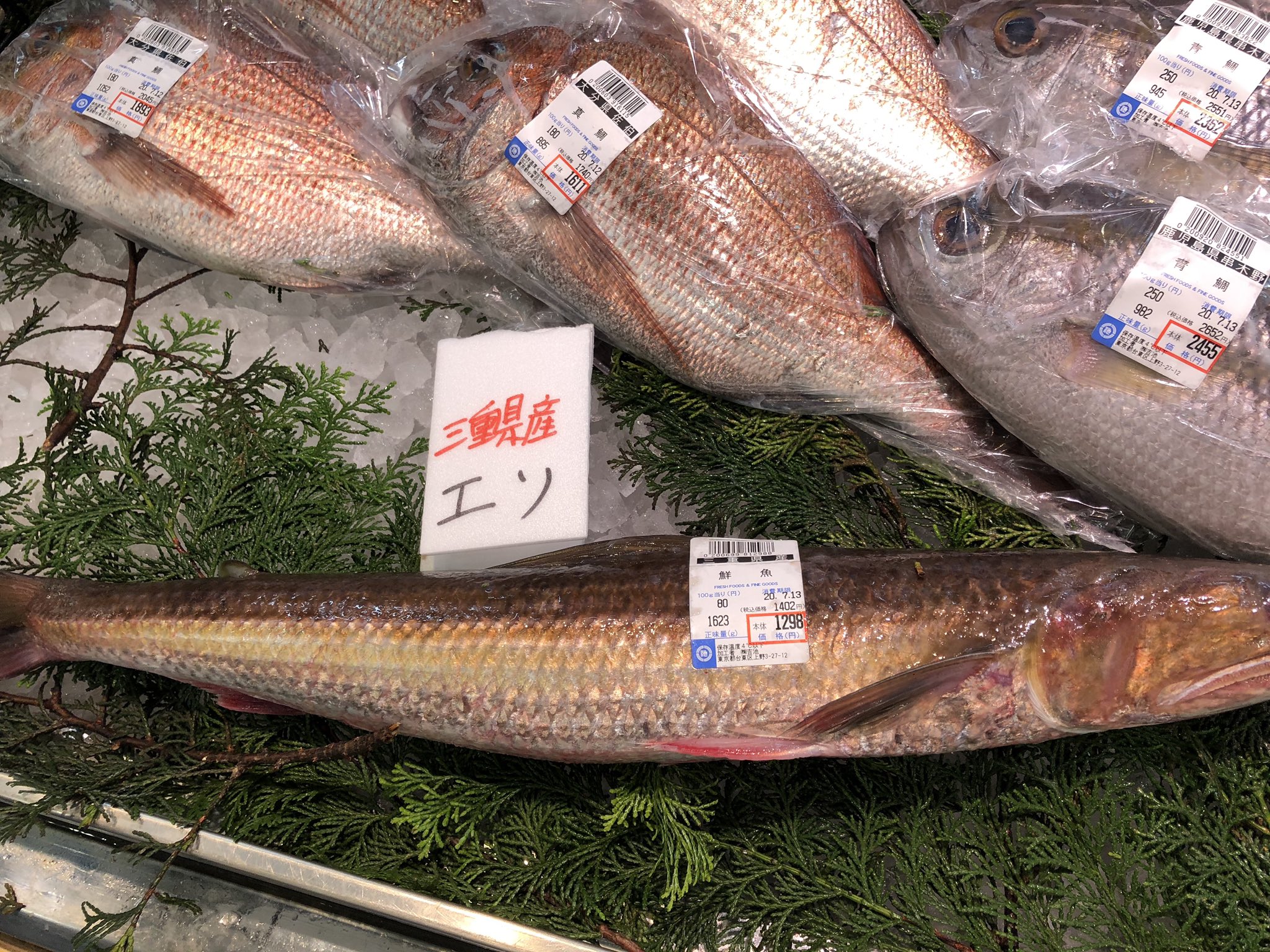 吉池 三重県産 高級魚 エソ入荷です 刺身 すり身 汁 揚げ物等 50cm以上です T Co L1bplwq7sv Twitter