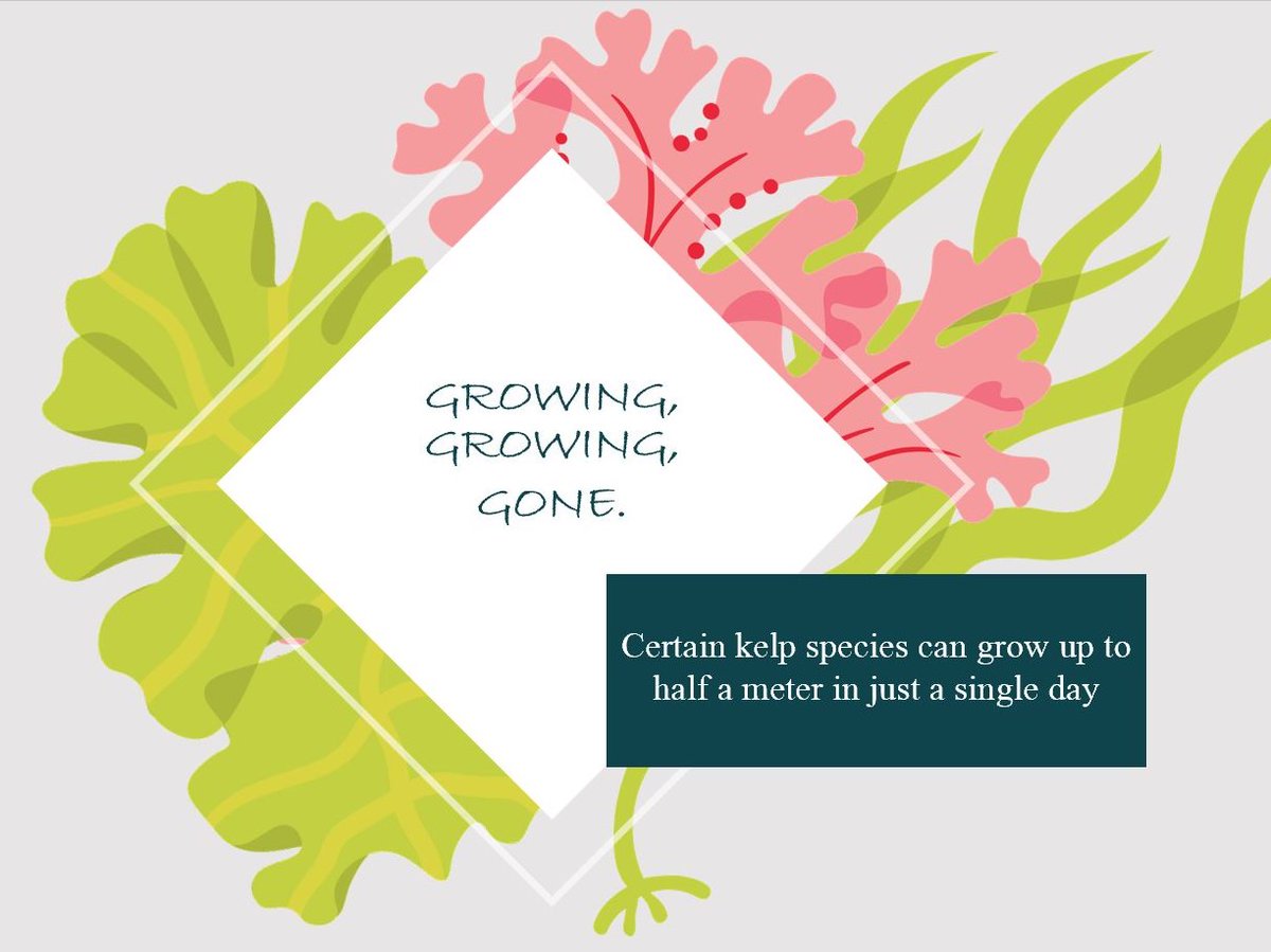 Have you checked out our new website? You can learn more about kelp and the Pacific Seaweed Growers Association here seaweedgrowers.org #kelp #blueeconomy