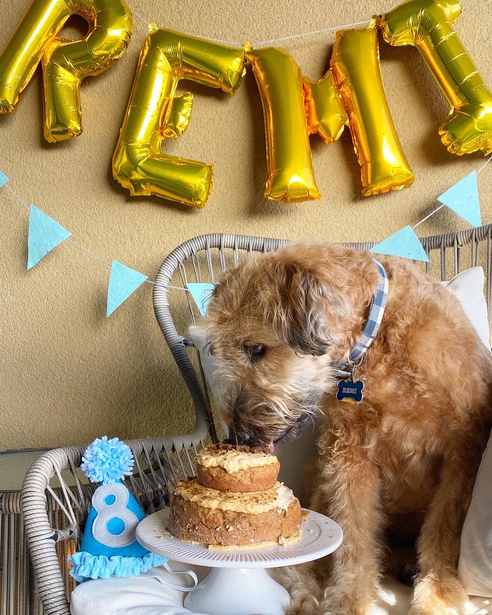 goodboyremi's tweet photo. The past few days have been a rollercoaster, Remi had a very rough birthday Tuesday. Luckily, he had a good day yesterday so I made him a cake. We had a little party, just the two of us. It wasn’t the party I had planned but it was perfect. I love him so much 💙 https://t.co/1Vlm31wSGW