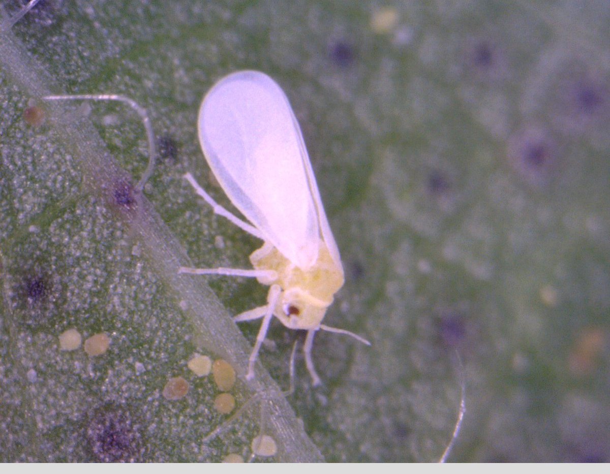 Great collaboration with @BayerAG and others on spirotetramat resistance in silverleaf whitefly, mechanism discovery and mode of inheritance. You can read the article here sciencedirect.com/science/articl… . This research has implications for the resistance mgmt. of SLW. @CRDC