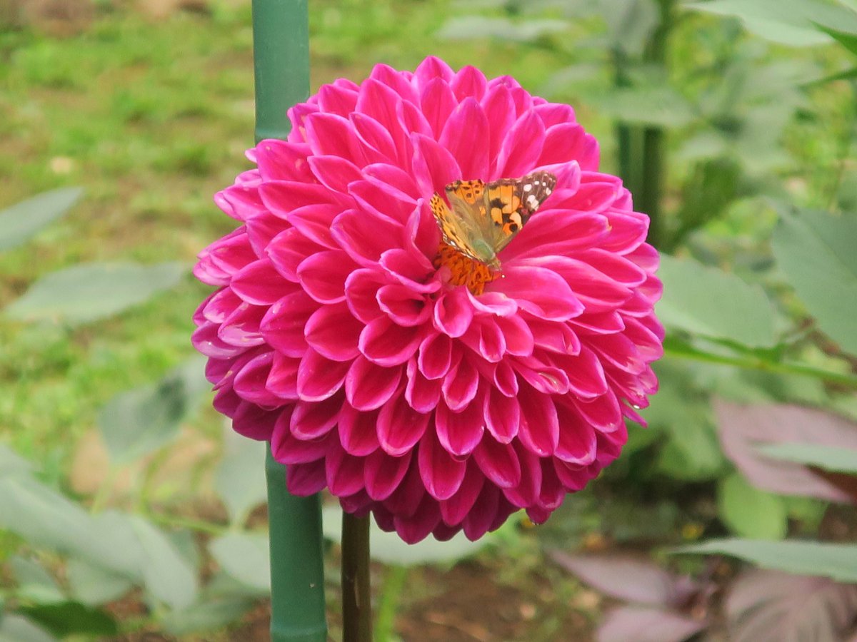 神代植物公園 ニュース Sur Twitter スタッフより 広報係 ダリア園では少しずつ多様なダリアが咲き始めています ダリア は中米原産のキク科の多年草です もともと高地に咲く花で極端な低温や高温に弱く 日本では初夏と初秋頃に美しい花を咲かせます