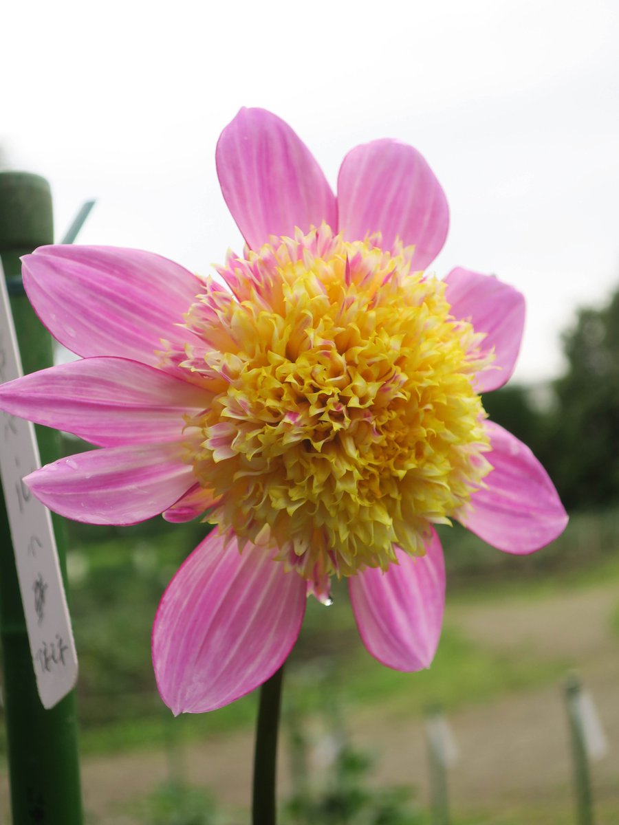 神代植物公園 ニュース Sur Twitter スタッフより 広報係 ダリア園では少しずつ多様なダリアが咲き始めています ダリア は中米原産のキク科の多年草です もともと高地に咲く花で極端な低温や高温に弱く 日本では初夏と初秋頃に美しい花を咲かせます