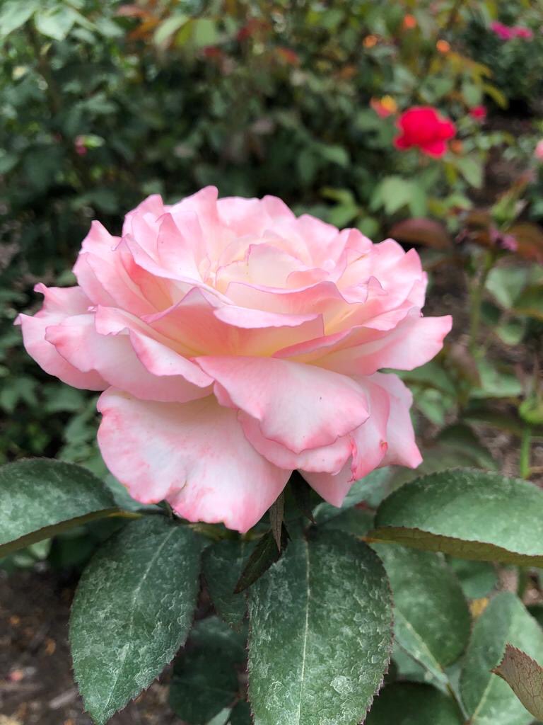 Everything is coming up roses on our campus.