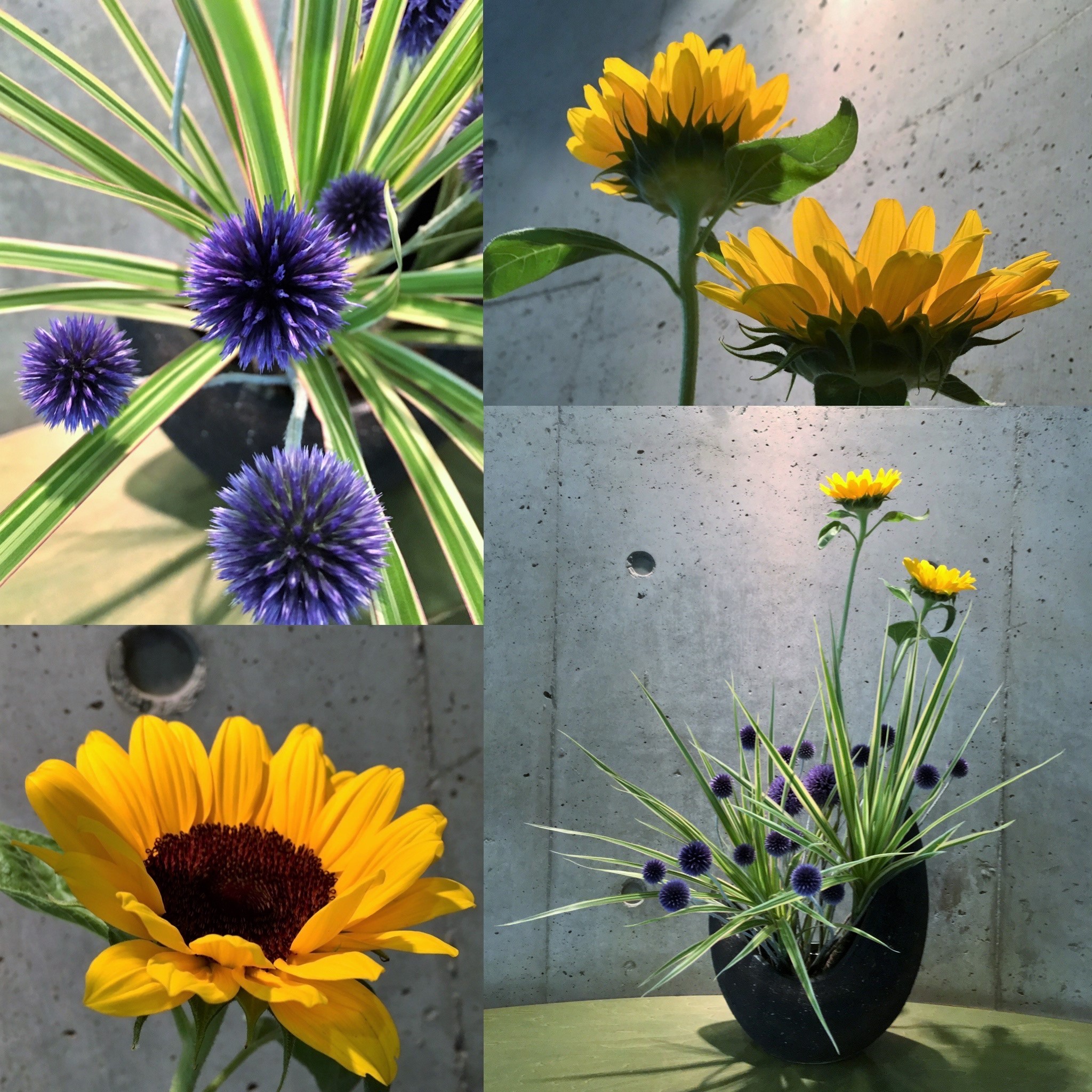 O Xrhsths 水戸市立西部図書館 Sto Twitter 今週の迎え花 大輪の黄色の花はヒマワリ 名前の通り瑠璃色でトゲトゲした丸い花 はルリタマアザミ 斑入りの長い葉はドラセナ コンシンネ 一輪挿しの紫の花は西洋ニンジンボクです 尖ったシルエットの花や葉が多く