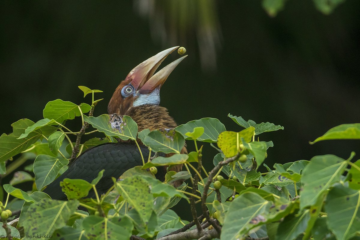  #WildAboutFactsThe  #NarcondamHornbill is only found in a 12 square kilometre stretch in the evergreen  #forest of the Narcondam  #Island,  #Andamans, and nowhere else in the world. Here’s one, feeding on  #Ficus rumphii. Ranjan Bankhele