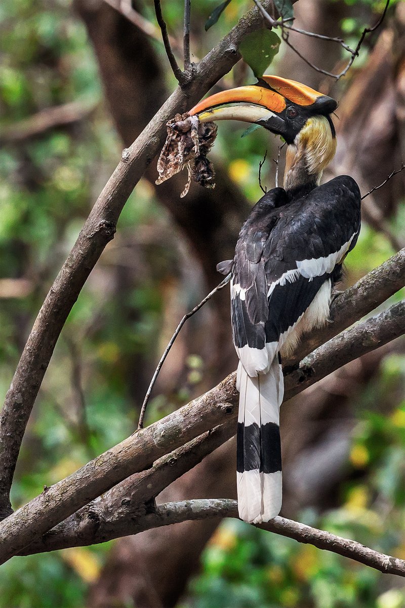  #WildAboutFacts #GreatHornbills are mainly  #frugivores, although they also feed on small  #mammals and  #birds. Here is a  #hornbill tossing up a  #JungleOwlet to eat and regurgitate later for its chick. Mainak Ray