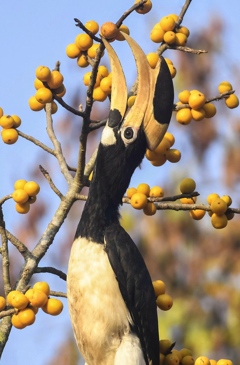  #WildAboutFacts #MalabarPiedHornbills are endemic to evergreen  #forests in  #India and  #SriLanka. Did you know that they feed on the fruits of Strychnos nux-vomica, which are toxic for many  #vertebrates? Here’s one from  #Dandeli, feeding on a  #ficus fruit. Amit Chavan