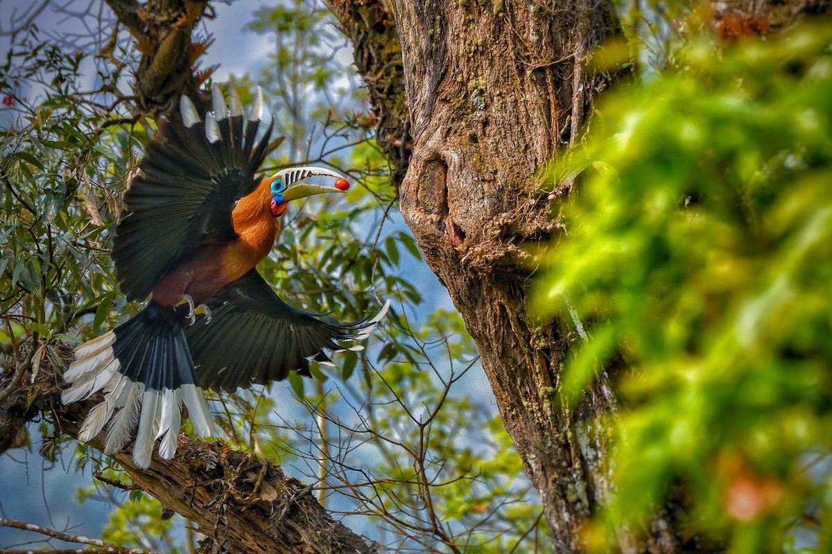  #WildAboutFactsThe  #RufousNeckedHornbill is found in the north eastern part of  #India, especially in  #ArunachalPradesh. They have also been spotted in the Mahananda Wildlife Sanctuary,  #WestBengal. Sarbajit Ghosh