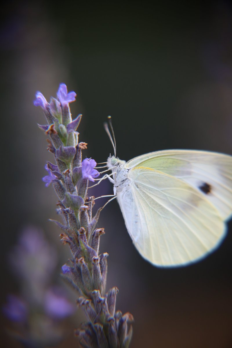 livewirelois's tweet photo. 🦋🌸🦋💜💙V💜R💙💜🦋🌸🦋 https://t.co/Om2hjT8t1a