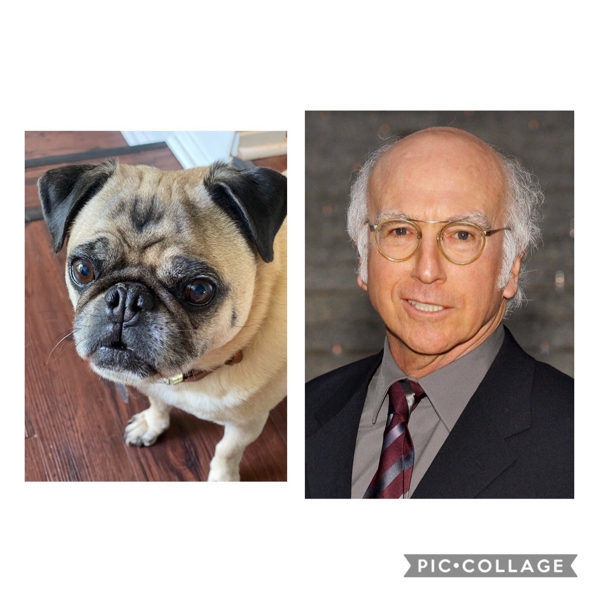 athenapug's tweet photo. @mariskreizman @mariskreizman 
Pet named after #larrydavid https://t.co/yNgtWSHIGA