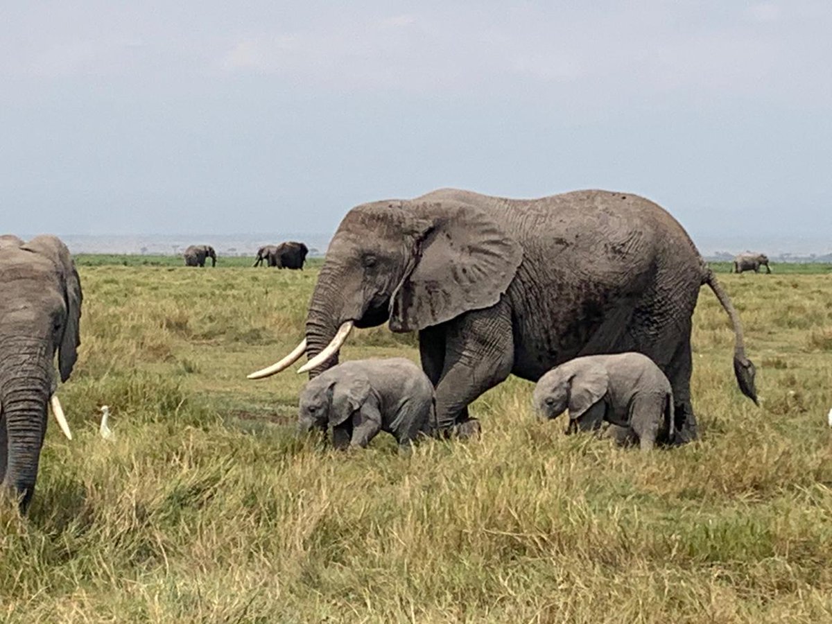 KWSKenya's tweet photo. The twins are estimated to be approximately 3 to 4 month old, looking very healthy and playful.
Visit and #DiscoverAmboseliNationalPark the African Elephant haven.
Tag us if you happen to spot the twins. https://t.co/lBzrsTLOJQ