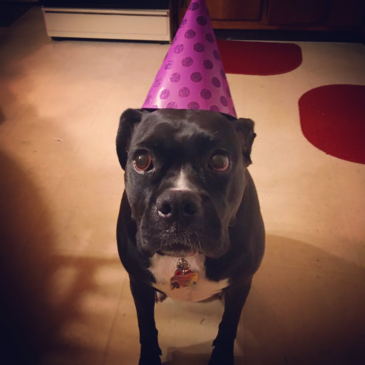 ttbabins3's tweet photo. Happy 4th birthday Tallulah!! #boxerlove #ownedbyaboxer #boxerdogunion #boxerbond #boxerdogs #boxersoftwitter #sealedbrindleboxer https://t.co/YbYu9DHm9Y