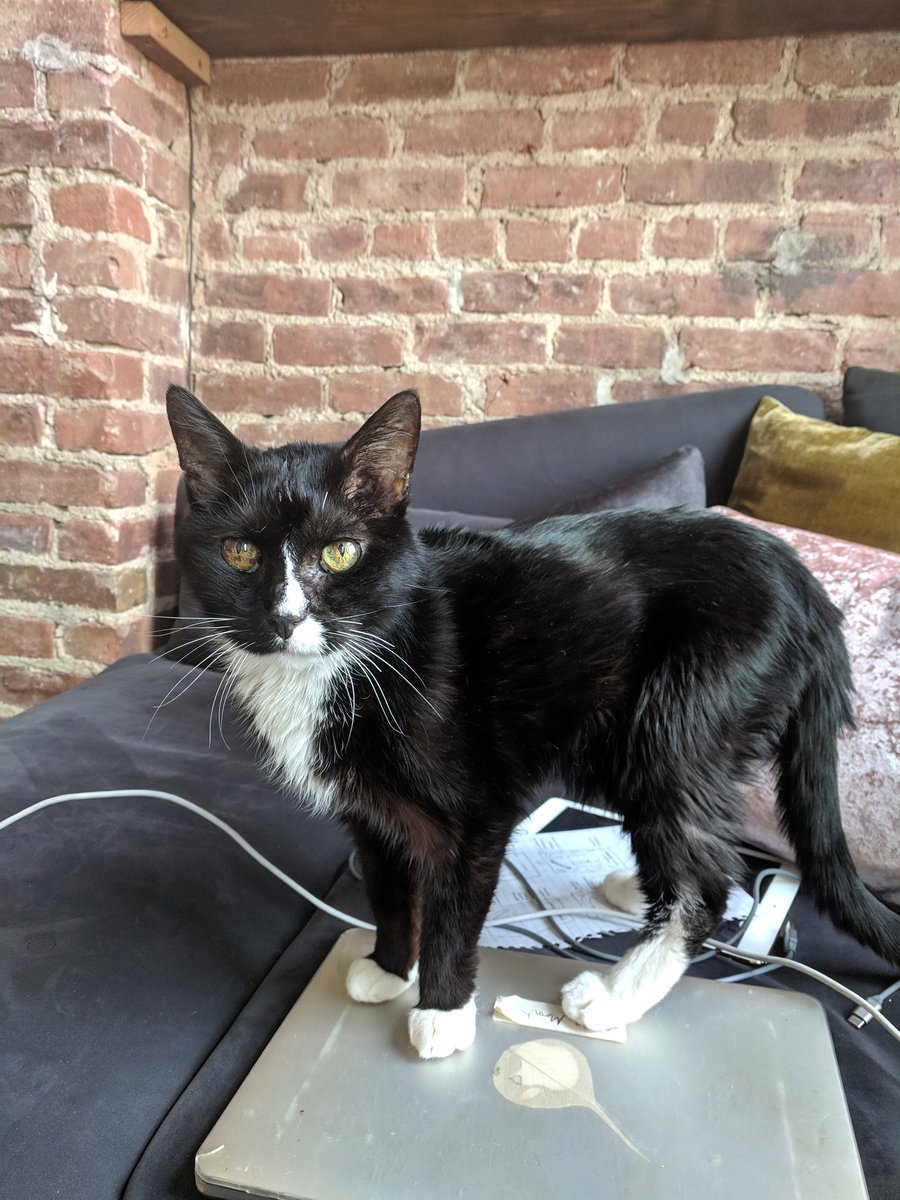 mikemanh's tweet photo. @MollyJongFast Schrödinger https://t.co/YZ45xOGQoq
