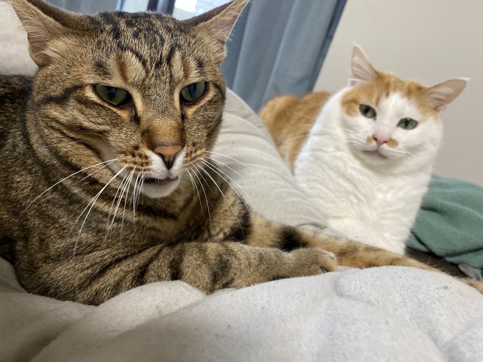 Mamiintyu あつし 猫 炎上 Mamiintyu あつし 猫 炎上